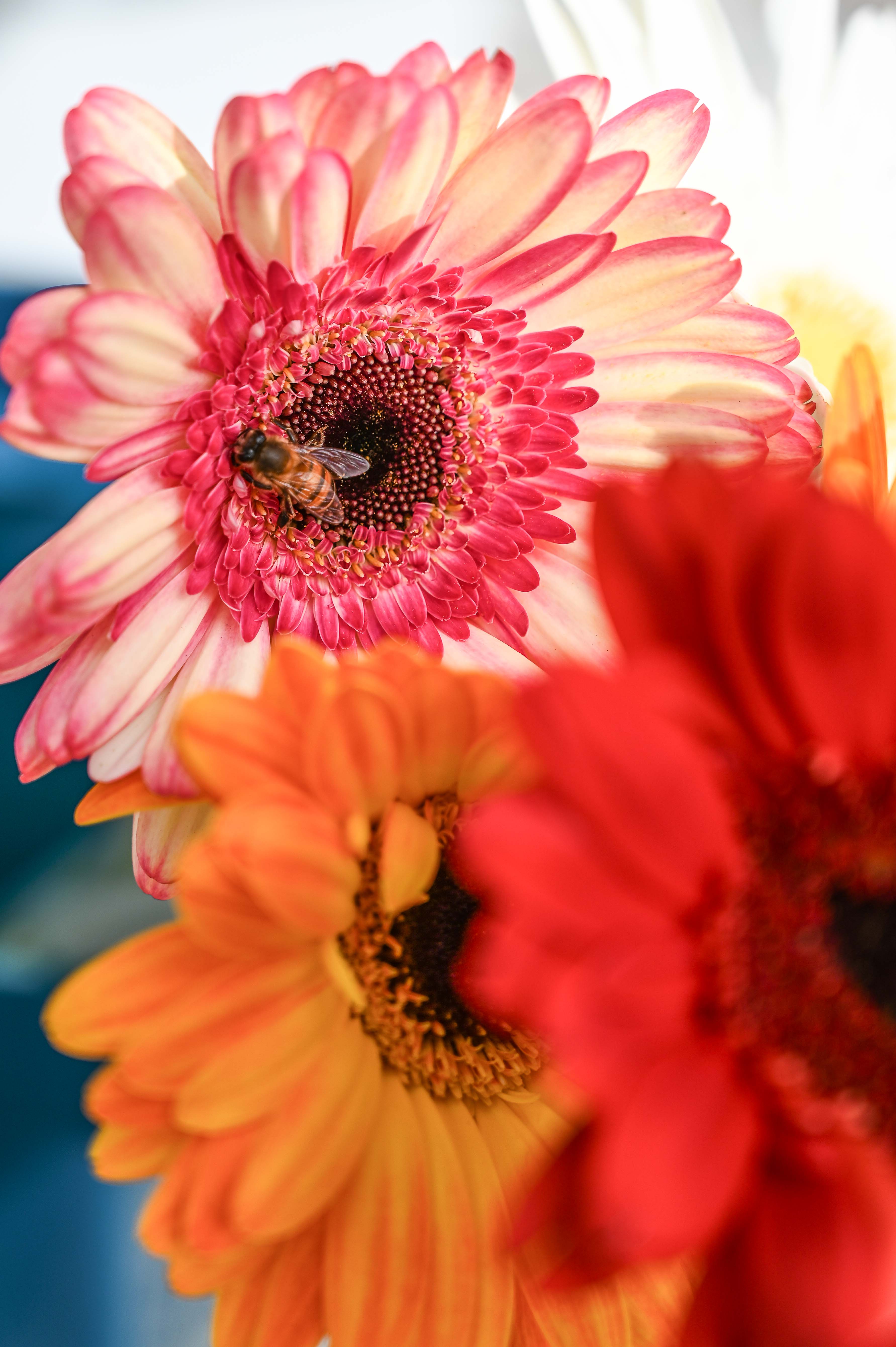 Flores macro