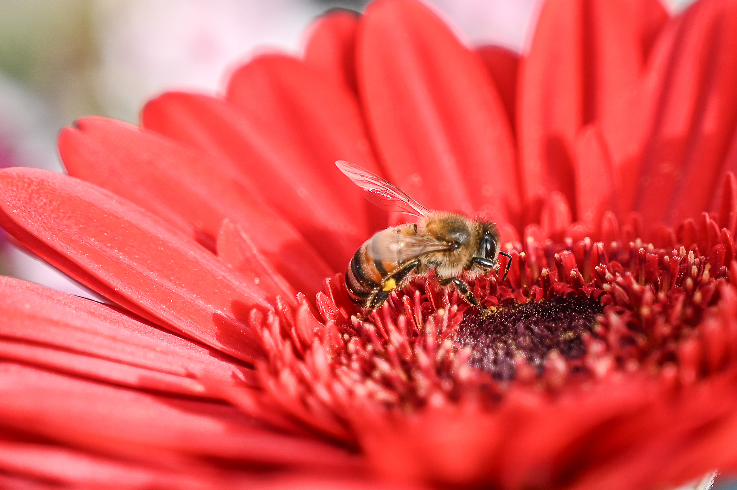 Gerbera roja